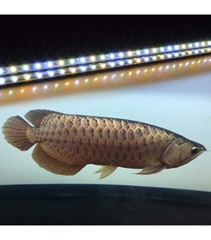 煌LED水中LEDライト　120センチ 煌LED水中LEDライト 120センチ